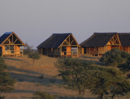 Ta Shebube Rooiputs: Safari bliss in middle of the Kalahari