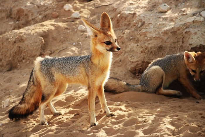 cape-fox in the kgalagadi