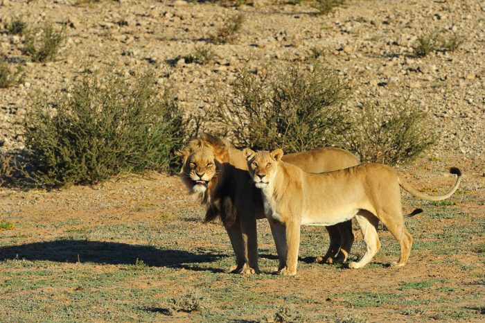 Mating-lions-5MAR_6147